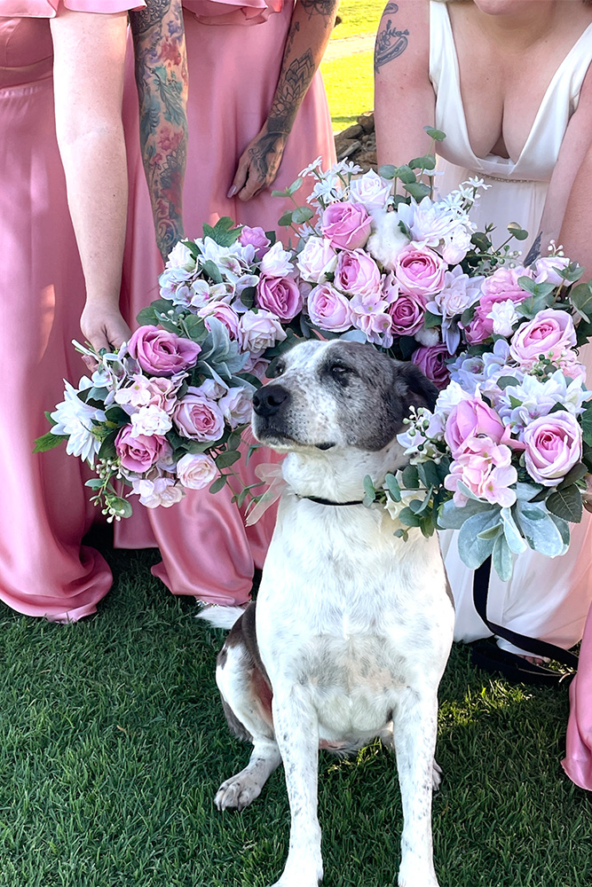 Wedding And Pets